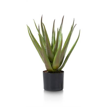 Coco Maison Aloe plant H50cm